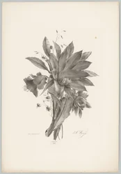 Stjärn- och klockformade blommor Flower and Fruit Studies (...) 10:e avsnittet (serietitel)