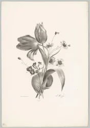 Tulpaner och tusenskönor Flower and Fruit Studies (...) 10:e avsnittet (serietitel)