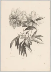 två blommor Flower and Fruit Studies (...) 10:e avsnittet (serietitel)