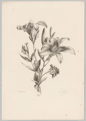 två liljor Flower and Fruit Studies (...) 10:e avsnittet (serietitel)