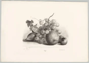 Fikon, vindruvor och apelsin Flower and Fruit Studies (...) 10:e avsnittet (serietitel)