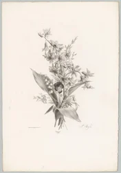 Violett och hyacint och klockformade blommor Flower and Fruit Studies (...) 10:e avsnittet (serietitel)