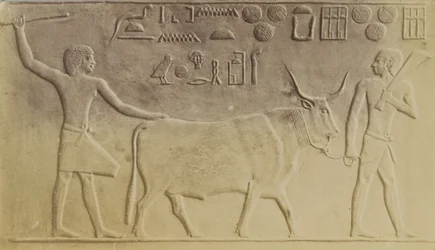 Helig tjur i Saqqara