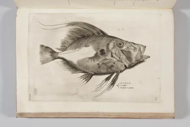 Illustration från "Aquatilium animantium historia, liber primus" av Ippolito Salviani, 1554