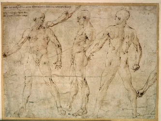 Tre nakna män. Teckning av Antonio Pollaiuolo (Pollaiolo) (1432-1498)