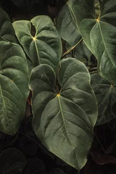Anthurium Andraeanum V, 2024 (digital fotografering)