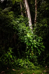 Mantiqueira LII, 2021 (digitalt foto)