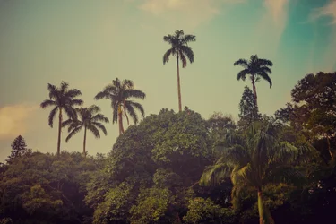 Palm Trees II, 2022
