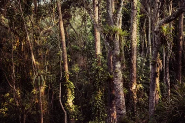 Rain Forest IV, 2021 (foto)