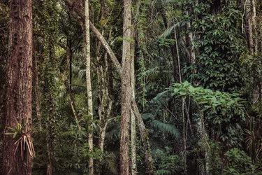 Rain Forest V, 2021 (digitalt fotografi)