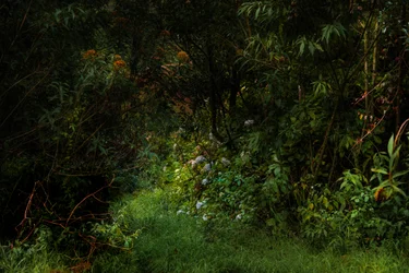 Trails, 2015 (digitalt foto)