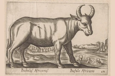 afrikansk buffel Bubalus Africanus/ Bufalo Africano (titel på objektet) Djur och mytiska varelser (serietitel) Nova raccolta de li animali piu curiosi del mondo (serietitel)