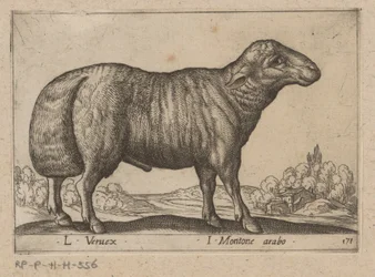 Arabiska schaap L Veruex/ I Montone arabo (titel på objekt) Dieren en fablewezens (serietitel) Ny samling av världens mest nyfikna djur (serietitel)