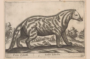 Civetkat Feles Zibetti / Cat Civet (titel på objekt) Dieren en fabelwezens (serietitel) Nova samling av de mest nyfikna djuren i världen (serietitel)