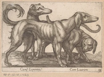 Tre hundar Canis Leporius / Cane Liviriero (titel på objekt) Djur och mytiska varelser (serietitel) Nova raccolta de li animali piu curiosi del mondo (serietitel)