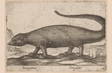 Fretachte Sanguinus/ Sanguino (titel på objekt) Dieren en fablewezens (serietitel) Ny samling av världens mest nyfikna djur (serietitel)