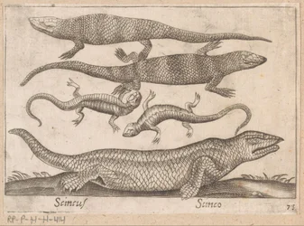 Hagedissen Skincus (titel på objekt) Dieren en fablewezens (serietitel) Nova raccolta de li animali piu curiosi del mondo (serietitel)