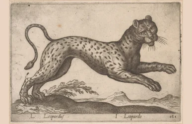 Leopard L Leopardus/ I Leopardo (titel på objekt) Dieren en fablewezens (serietitel) Ny samling av världens mest nyfikna djur (serietitel)