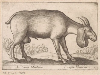Membrina geit L Capra Mambrinae/ I Capra Mambrina (titel på objekt) Dieren en fablewezens (serietitel) Ny samling av världens mest nyfikna djur (serietitel)