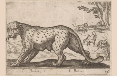 Panter L Panthera/ I Panthera (titel på objekt) Dieren en fablewezens (serietitel) Ny samling av världens mest nyfikna djur (serietitel)