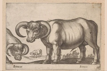 Nötkreatur Bonasus/ Bonaso (titel på objekt) Djur och mytiska varelser (serietitel) Nova raccolta de li animali piu curiosi del mondo (serietitel)