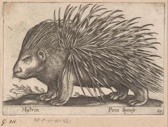 Piggsvin Hijstrix/ Porco Spinoso (titel på objekt) Djur och mytiska varelser (serietitel) Nova raccolta de li animali piu curiosi del mondo (serietitel)
