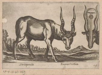 Två antiloper Striciperote/ Cretan Cattle (titel på objekt) Dieren en fablewezens (serietitel) Nova raccolta de li animali piu curiosi del mondo (serietitel)