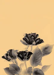 3 rosor