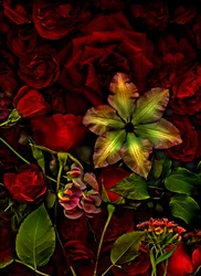 Artfloral nr 7, 2015 (foto)