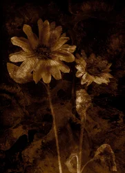 Blomma