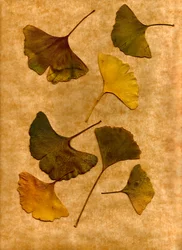 Ginkgo 2
