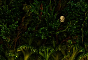 Magic garden woodland, 2011 (foto)