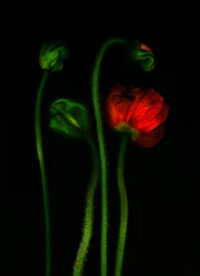earthArt -poppy, 2008 (foto)