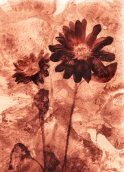 monoblomma