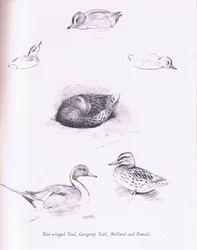 Blue Winged Teal, Garganey, Teal, Gräsand och Pintail, 1938