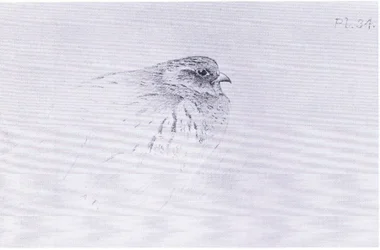 Common Partridge, pub. av Book Club Associates
