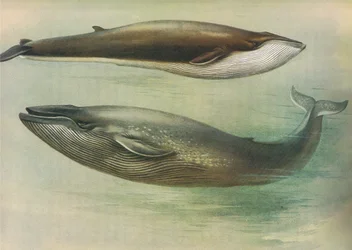 Common Rorqual, Sibbalds Rorqual eller Blue Whale, från Thorburns Mammals publicerad av Longmans and Co, ca. 1920