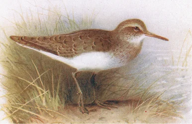 Vanlig sandsnäppa, från Birds of the British Isles and Their Eggs publicerad av Frederick Warne & Co Ltd, 1958