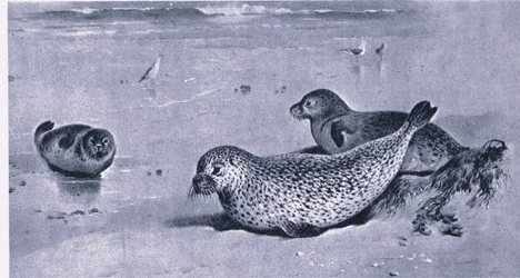 Common Seal, Nature in Britain publicerad av Collins
