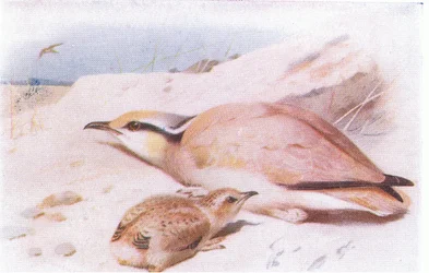 Cream Colored Courser, från Birds of the British Isles and Their Eggs publicerad av Frederick Warne & Co Ltd, 1958