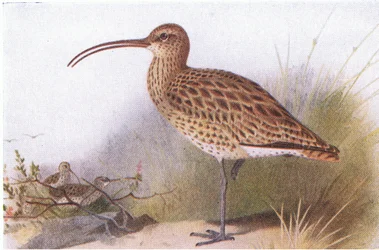 Curlew, från Birds of the British Isles and Their Eggs publicerad av Frederick Warne & Co Ltd, 1958