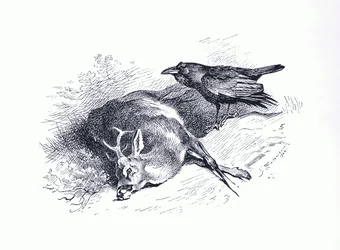 Dead deer and Raven, från Thorburn