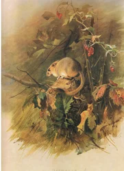 Dormus, från Thorburns Mammals publicerad av Longmans och Co, ca. 1920