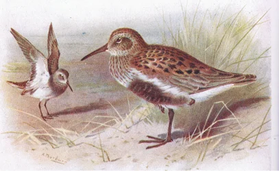 Dunlin (sommar och vinter), från Birds of the British Isles and Their Eggs publicerad av Frederick Warne & Co Ltd, 1958