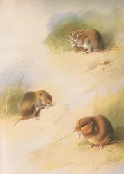 Field Sork, Bank Sork och Orkney Sork, från Thorburns Mammals publicerad av Longmans and Co, ca. 1920