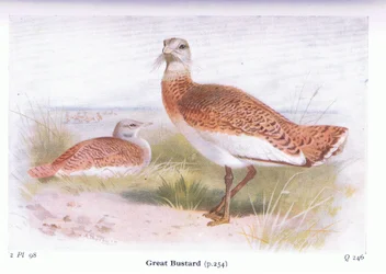 Great Bustard, från Birds of the British Isles and Their Eggs publicerad av Frederick Warne & Co Ltd, 1958
