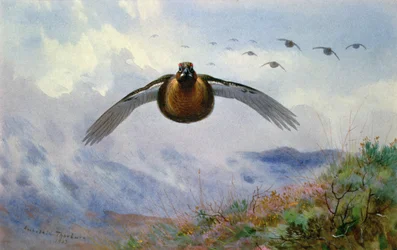 Flygande ripor