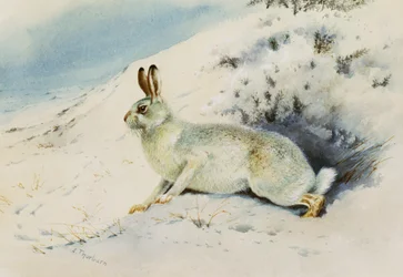Hare