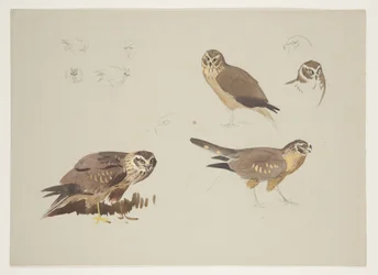 Harrier and ruff, ca 1915 (akvarell & kroppsfärg över penna på papper)