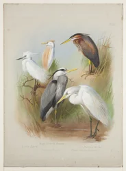Häger och hägrar, ca 1915 (akvarell & kroppsfärg över penna ombord)
